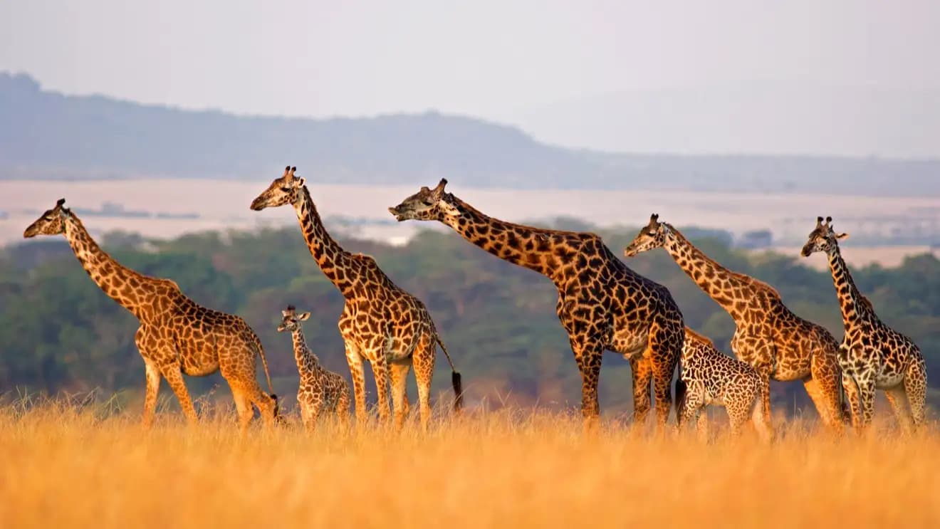 Voyage au Kenya
